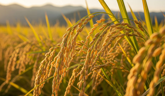 Der König des Reis: Alles über Yamada Nishiki und das Terroir